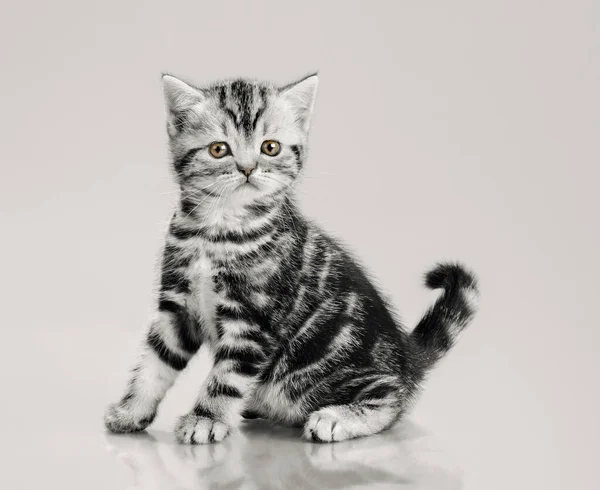 Um cinza listrado lindo gatinho — Fotografia de Stock
