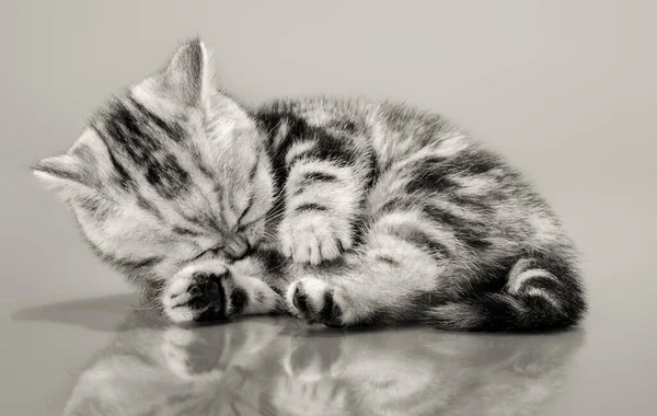 Un gris rayas hermoso gatito — Foto de Stock