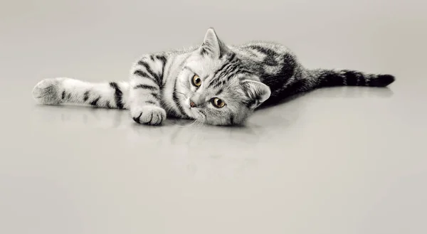 Ένα γκρι ριγέ όμορφο γατάκι — Φωτογραφία Αρχείου