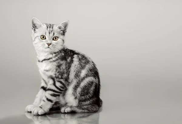 En grå stripig vacker liten kattunge — Stockfoto