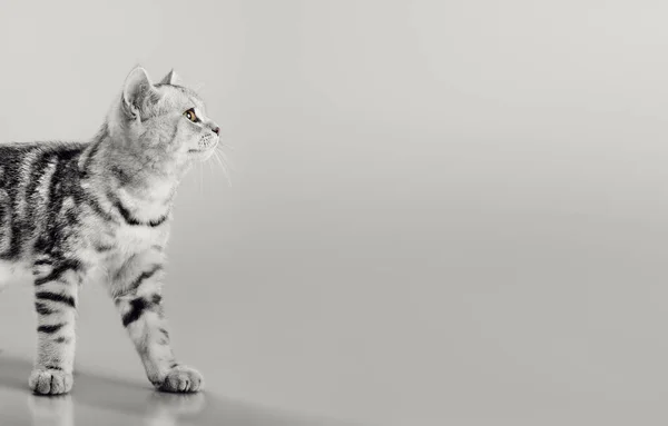 회색 줄무늬가 많고 아름다운 새끼 고양이 한 마리 — 스톡 사진