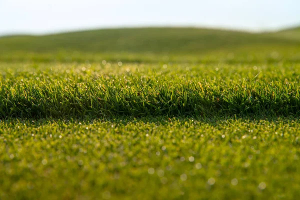 緑の短い草の芝生 新鮮な切り株の芝刈り機 水平写真 — ストック写真