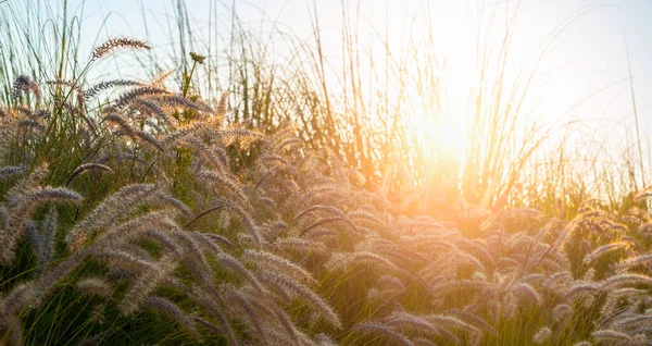 Schönheit Frühling Sommer Konzept Wildblumen Und Gras Nahaufnahme Breites Horizontales — Stockfoto
