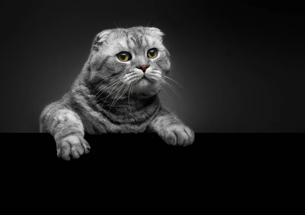 솜털같은 회색의 아름다운 고양이 접기를 번식어두운 배경에 가까운 초상화와 텍스트를 — 스톡 사진