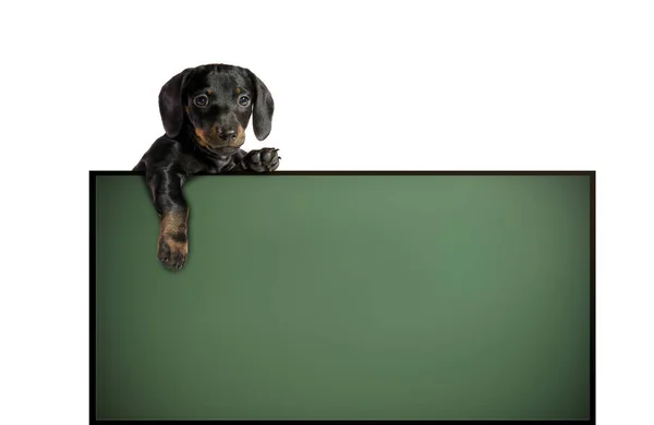 Een Kleine Puppy Teckel Schoolbord Lege Ruimte Voor Tekst Onderwijsconcept — Stockfoto