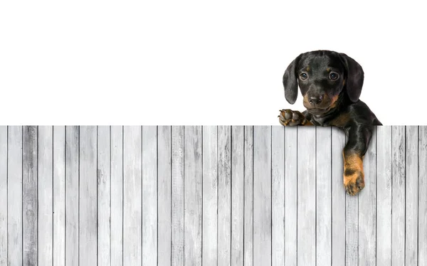 Een Kleine Puppy Teckel Aan Boord Van Een Houten Plank — Stockfoto