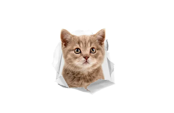 Head Kitten Hole Paper White Background Isolated — Stock Photo, Image
