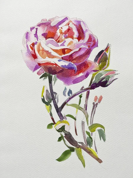 Handmade watercolor rose on white paper — Stock Photo, Image
