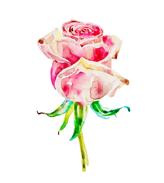 Originale pittura ad acquerello di rosa isolata su sfondo bianco — Vettoriale Stock