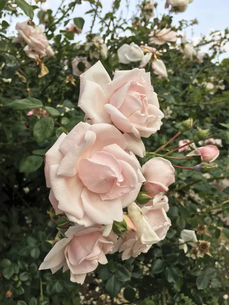 Rosa natural bonita rosa no jardim — Fotografia de Stock
