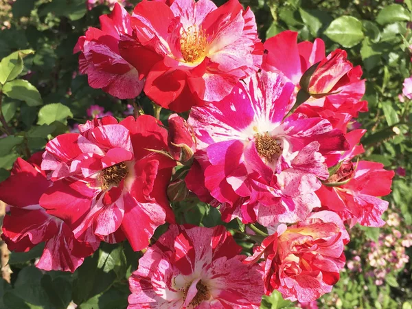 Bela rosa vermelha natural no jardim — Fotografia de Stock