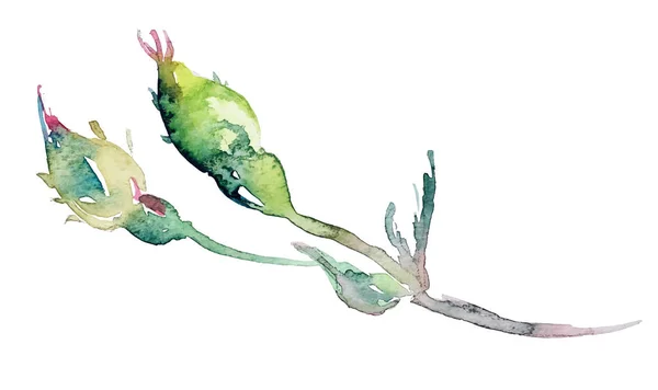 Aquarell Rosenblüte mit Blättern, Gestaltungselement — Stockvektor