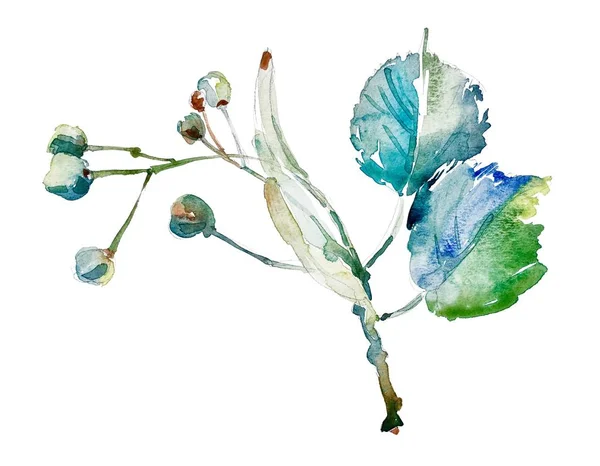 図面の水彩画植物要素を手します。 — ストック写真