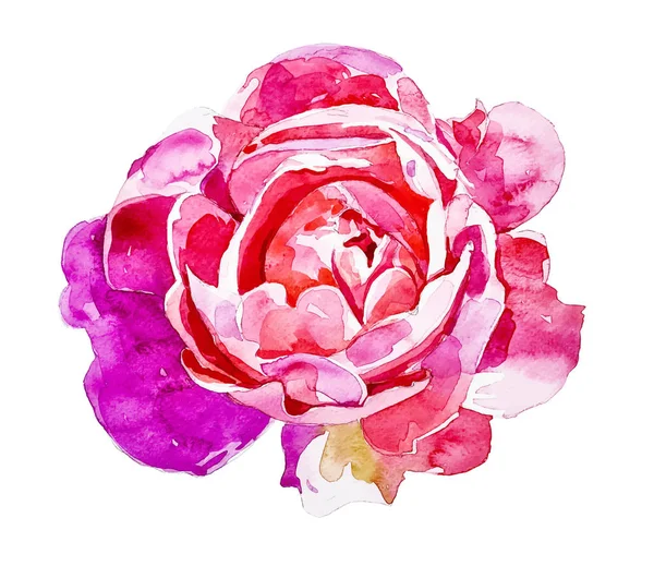 Bright pink rose isolated on white background — Stock Vector