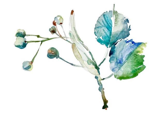 Dessin à la main élément botanique aquarelle isolé sur blanc — Image vectorielle