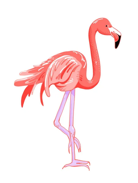 Ручной рисунок розового фламинго, векторная иллюстрация тропических птиц — стоковый вектор