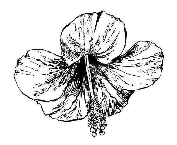 Σκίτσο, σχέδιο λουλούδι ιβίσκου, χειροποίητα φορέα — Διανυσματικό Αρχείο
