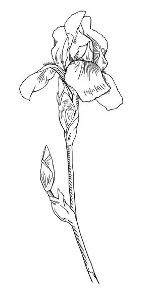 Schizzo disegno grafico il ramo fiore Iris — Vettoriale Stock