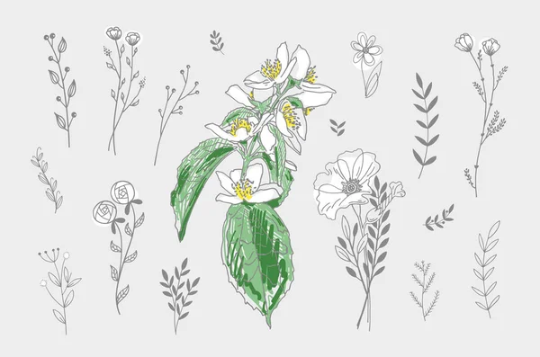 Conjunto de mão desenho doodle elementos de design floral — Vetor de Stock