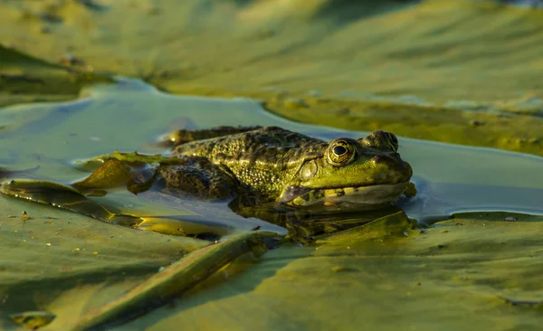 Marsh Toad Leaves Water Lily — Stock Photo, Image