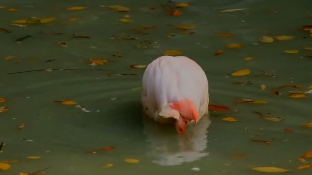 Flamingo Merah Muda Dalam Air — Stok Video