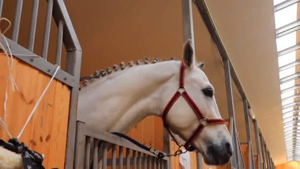 Cavalo Branco Estábulo — Vídeo de Stock