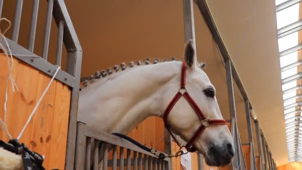 Caballo Blanco Establo — Vídeos de Stock