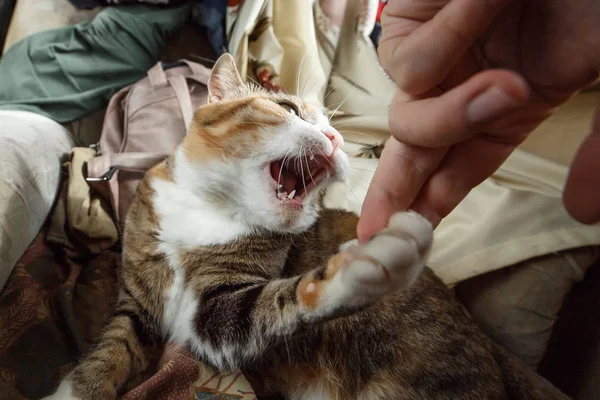 Hermoso jengibre gato enojado jugando con la mano de mujer y mordiéndola con emociones divertidas —  Fotos de Stock