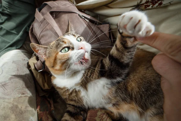 Kadın el ile oynamak ve onu komik duygular ile ısırma güzel zencefil kızgın kedi