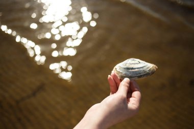 Bir kabuk deniz kıyısında elinde tutan kadın. Antistress, deniz seyahat, gevşeme kavramı