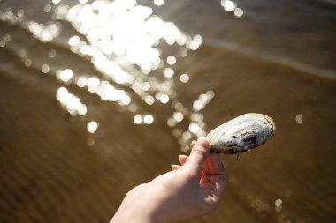 Bir kabuk deniz kıyısında elinde tutan kadın. Antistress, deniz seyahat, gevşeme kavramı