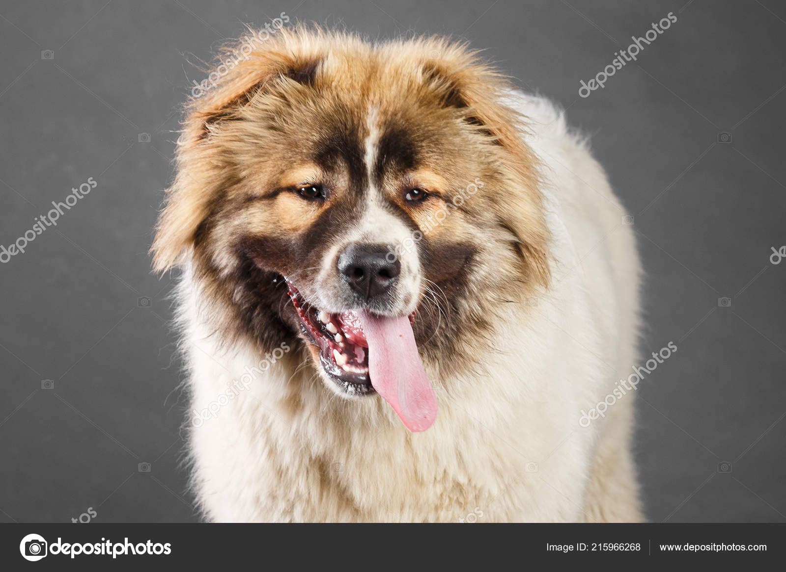 Brown White Mountain Shepherd Young White Brown Caucasian Shepherd