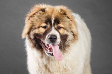 Beyaz genç kahverengi Kafkas çoban köpeği Studio