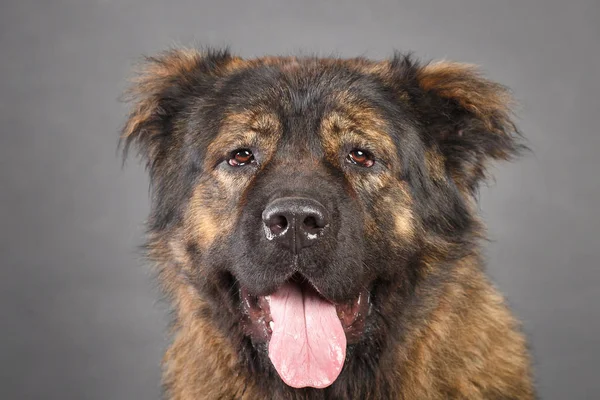 Brown Kaukasische Herder in studio — Stockfoto