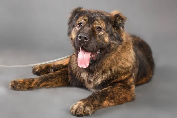 Brown kaukasisk herdehund i studio — Stockfoto