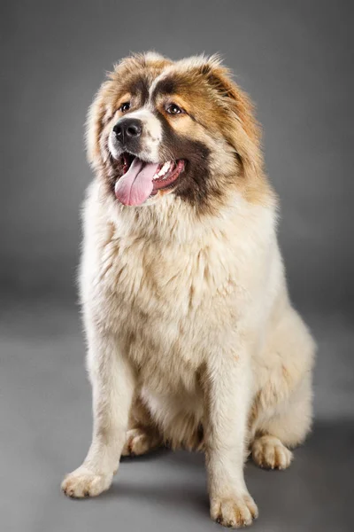 Beyaz genç kahverengi Kafkas çoban köpeği Studio