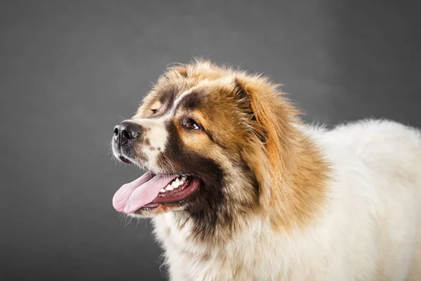 Jeune chien de berger blanc brun caucasien en studio — Photo