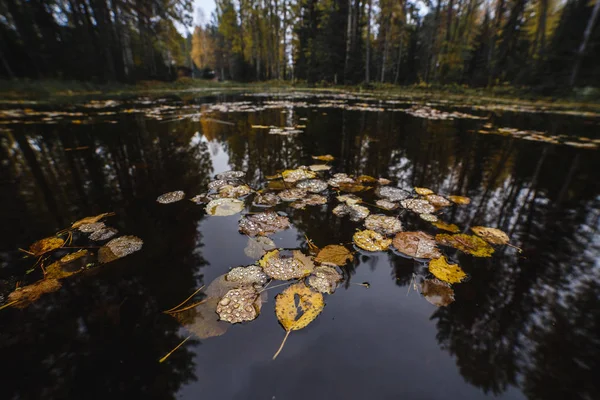 Hojas amarillas de otoño en el agua del lago del bosque . —  Fotos de Stock
