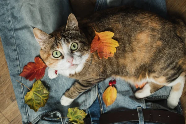 Composition avec un joli chat roux regardant vers la caméra avec des feuilles d'automne sur un jean en denim. Vue du dessus — Photo