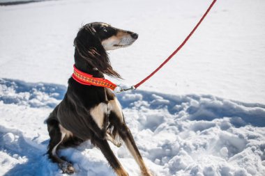 Saluki, Persian greyhound breed in winter park clipart