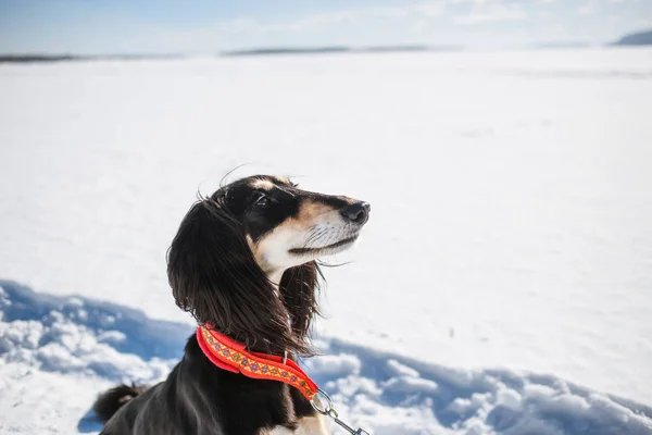 Saluki, Persian greyhound breed in winter park — Stock Image Saluki, Persian greyhound breed in winter park Stock Image
