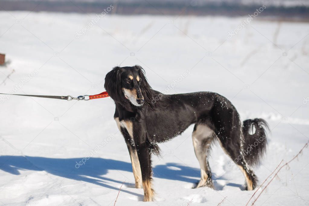 Saluki, Persian greyhound walking in winter park