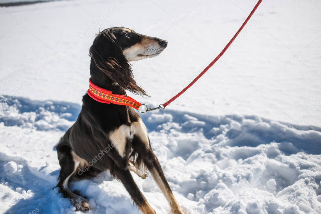 Saluki, Persian greyhound breed in winter park