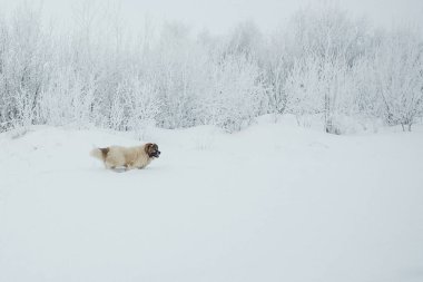 Genç kadın Kafkas çoban soğuk kış günü kar kaplı sahada çalışan köpek. Kopya alanı.