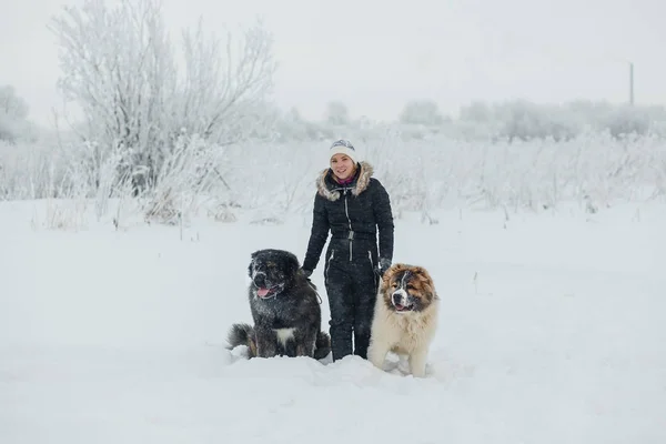 Soğuk kış günü kar kaplı alanında iki Kafkas çoban köpeği ile neşeli genç kadın — Stok fotoğraf