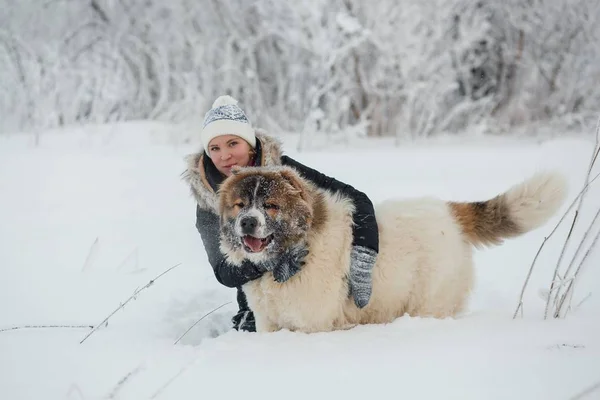 Vidám fiatal nő a női kaukázusi juhászkutya, a hóval borított területen átfogó fagyos téli napon — Stock Fotó