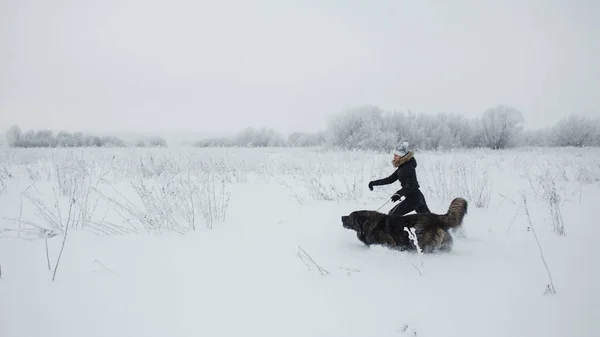 Kafkas çoban köpeği ile soğuk kış günü karla kaplı sahada oynayan neşeli genç kadın — Stok fotoğraf