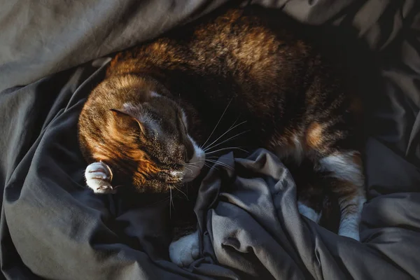 Niedliche rothaarige Katzenpfote, die hinter dem Ohr kratzt. Gemütliche Abendbeleuchtung — Stockfoto