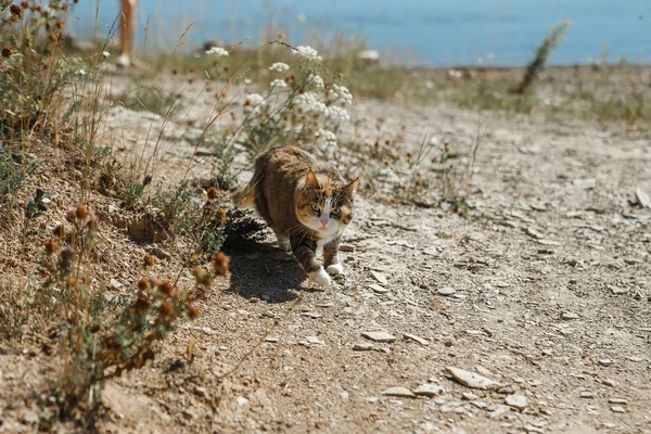 Steppe colored domestic cat running in nature location