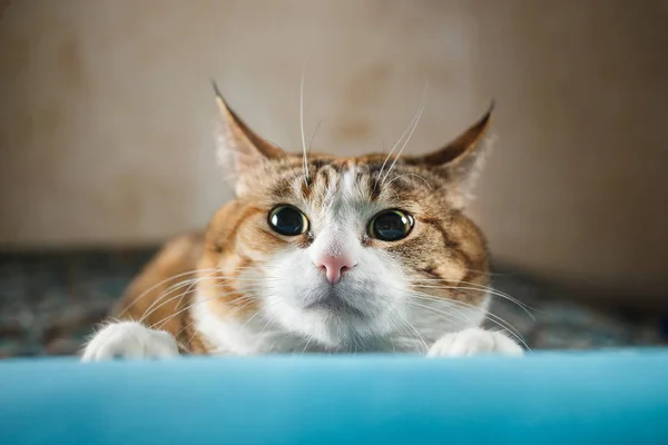 Gato de jengibre agachado detrás de la almohada en un sofá azul. Tiempo de juego —  Fotos de Stock